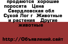   продаются  хорошие поросята › Цена ­ 3 000 - Свердловская обл., Сухой Лог г. Животные и растения » Другие животные   